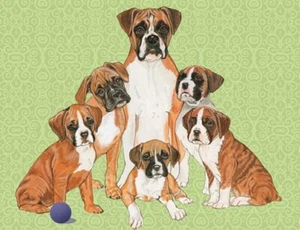 Boxer Blank Note Card - Picture 1 of 1