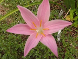 Rain Lily, Zephyranthes macrosiphon John Fellers, 1 bulb, NEW, RARE, habranthus - Picture 1 of 1