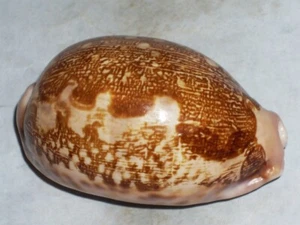 CYPRAEA MAPPA UNIQUE PATTERN, EXTRA DWARF AND DARK - Imagen 1 de 2