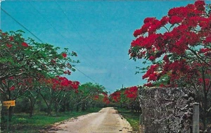 Vintage Florida Chrome Postcard Row Royal Poinciana's on Key Largo Keys - Picture 1 of 2