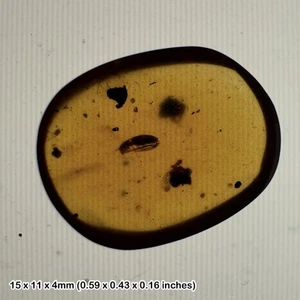 Burmese cretaceous amber with fly insect & inclusion, uv fluorescent, genuine - Picture 1 of 3