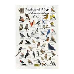 Vögel von Massachusetts Hinterhof Vogelbeobachtung Vogelbeobachtung Feldführer - Bild 1 von 6