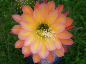 TH - Híbrido " Tr. grandigonus x vatteri naranja - Heise clon 2" 4,3cm x 4,7cm - Imagen 1 de 2