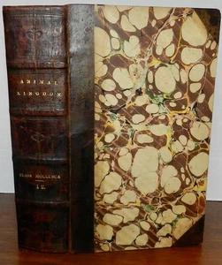 1834 Cuvier / Griffith Animal Kingdom MOLLUSCA & RADIATA 60 Wonderful Plates 1s - Picture 1 of 11
