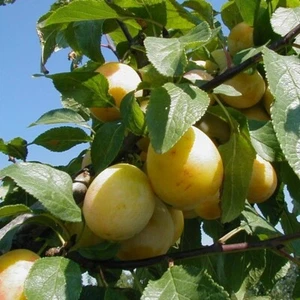 Bellamira (S) robuste frühreifende Mirabelle Halbstamm Größe: 150-170 cm - Bild 1 von 3