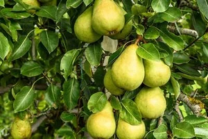 25 PERA EUROPEO Pyrus Communis Semillas de Frutos - Flores Blancas/Fruta Verde - Imagen 1 de 12