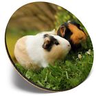 Round Single Coaster  - Guinea Pig Pair Pet Animal  #45261