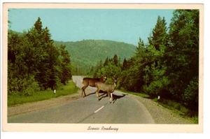 Alte AK Postkarte Landschaftliche Fahrbahn Hirsch auf der Straße gefährliche Kurven - Bild 1 von 2