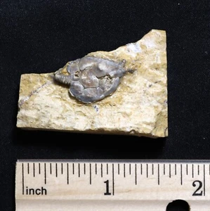 Ordovician Cystoid Pleurocystites squamosus Galena Fm., Cannon Falls, Minnesota - Picture 1 of 4