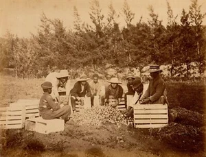 Afro-Bermudians packing onions Bermuda ca 1885 albumen photo - Picture 1 of 3
