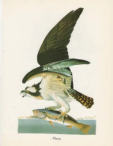 Audubon"s OSPREY aka Fish Hawk 11x8 - Picture 1 of 1