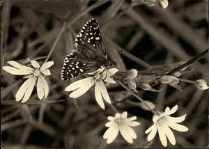 Editorial de albergues juveniles animales insecto mariposa mariposa postal 1959 - Imagen 1 de 2