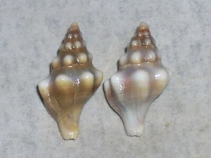 FASCIOLARIA LIGNARIA JUVENILE SET - Picture 1 of 2