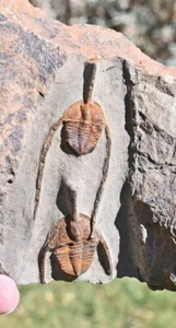 Fossil Trilobites, DOS Ampyx cf. prisco, de Marruecos #1 - Imagen 1 de 4