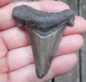2.29" ANGUSTIDENS MEGALODON Fossil Shark Tooth SC No Repairs great white meg283 - Picture 1 of 4