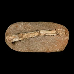 6" Pterosaur Tethydraco Regalis Fossil Bone Upper Cretaceous Morocco Stand COA - Picture 1 of 9