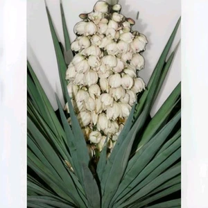 20+ Yucca Succulent Glauca Soapweed Flower Seeds Perennial Shrub Soap Aloe Fresh - Picture 1 of 4
