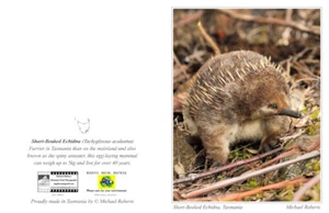 Short-Beaked Echidna Greeting Card with Envelope (Blank Inside) - Picture 1 of 4