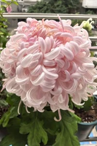 Sale272 Chrysanthemum rosa riesen Blüte Chrysantheme 5 Samen - Bild 1 von 1