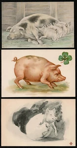 Cochons. 3 cartes postales. Vers 1900-1905 - Bild 1 von 1