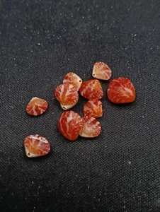 Uncommon, 10 x red brachiopod clams seashell. Collectors beach #12856 - Picture 1 of 3