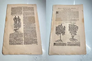 1 Page from Cruydt Boeck Remberti Dodonaei / Rembert Dodoens Botanical 1644 - Picture 1 of 4