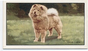 CHOW CHOW GALLAHER 1936 DOGS A SERIES DOG CIGARETTE CARD #9 - Foto 1 di 2
