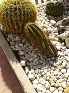 Semillas cactus Ferocactus herrerae. 15 semillas. Mira mis otros artículks - Picture 1 of 4