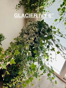 6” Glacier English Ivy Hanging FULL - Picture 1 of 2