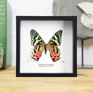 Madagassische Sonnenuntergang Motte Schmetterling Taxidermie Box Rahmen Wohnkultur Innenarchitektur - Bild 1 von 4