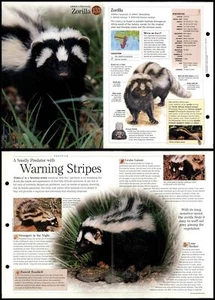 Zorilla #153 Mammals - Discovering Wildlife Fact File Fold-Out Card - Picture 1 of 1