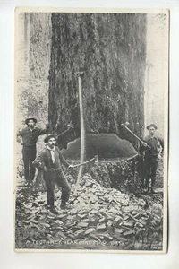 A Toothpick near Long Beach WA - Picture 1 of 1