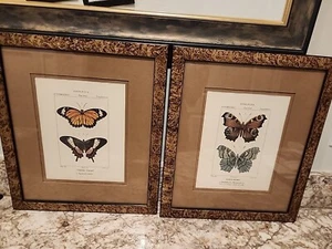 PAIR Butterfly Print Turpin & Pretre Hand-Colored Lithograph Plates #806,  808 - Picture 1 of 20