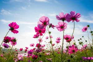 Photo Wallpaper Flowers Purple Violet Cosmos - Paste Wallpaper or Self Adhesive - Picture 1 of 2