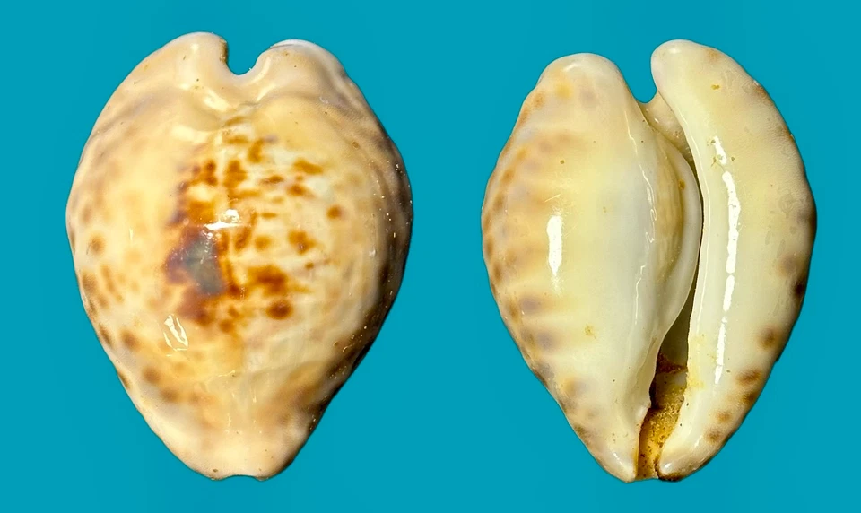 Cypraea Barycypraea teuleri Cazenavette, 1846    47mm (N) - Image 1 of 1