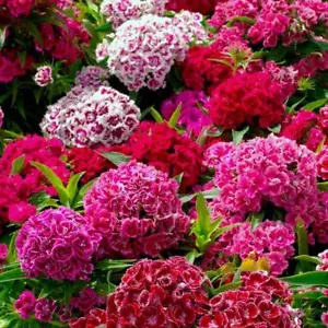 Pack Flower Seed Sweet William Crown Double Mixed King's Quality Seeds - Picture 1 of 1