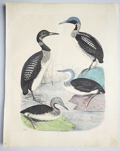Kolorierte Lithografie - Sturmtaucher Wasservögel - 1851 (D7 - Bild 1 von 1