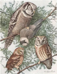 Original 1914 Color Bird Print - VARIOUS OWLS 2 - Louis Agassiz Fuertes - Picture 1 of 2
