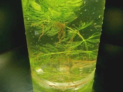 Freshwater GOLD! Instant Nitrogen Cycle! Daphnia+ Scuds+ blackworm+Plants! - Image 1 of 4