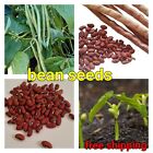 Seeds Bean Ceylon ONLY Winged Organic Entada Four Pea Asparagus Rheedii Seed 50