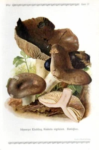 1913 GRAMBERG CROMOLITOGRAFIA Funghi: russula annerita - Foto 1 di 3