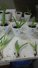 live aloe vera plants    4, 3" plants