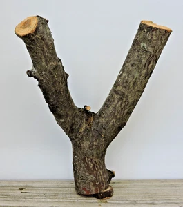 10" Apfel Holz Stab Multi Zweig Schnitzen Rohling Handwerk Gabel Schritt 2"D - Bild 1 von 14