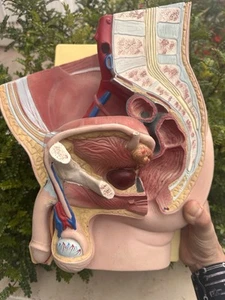 Vintage Man Pelvic Section Model Medical - Picture 1 of 7