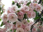 20 ENGLISH HAWTHORN TREE Edible Fruit Flower Mayflower Crataegus Laevigata Seeds