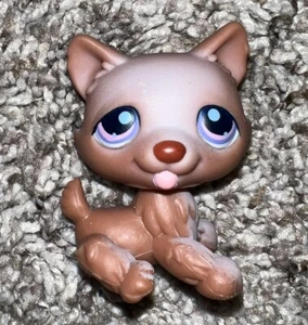 LPS Husky #38 AUTHENTIC Littlest Pet Shop - Picture 1 of 4
