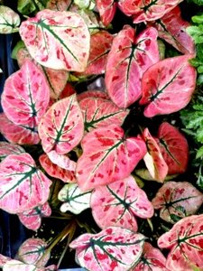 Caladium Bulbs for Planting Strawberry Star 6 Bulbs Direct from Florida - Picture 1 of 2