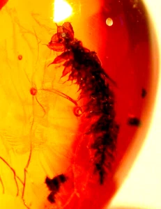 Superb Liverwort Sprig in Dominican Amber Fossil Gemstone - Picture 1 of 7