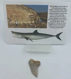 Hakenzahn MAKO C. Planus Sharktooth Hill 1-1,5 Zoll MA23 - Bild 1 von 3
