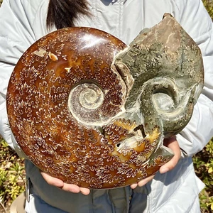 9,43 libbre raro esemplare fossile di conchiglia naturale del Madagascar - Foto 1 di 12